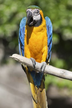 onun levrek papağan