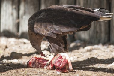 et yemek bir yırtıcı kuş