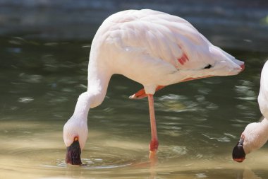 Flamingo
