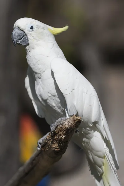 Попугай на своем окуне — стоковое фото