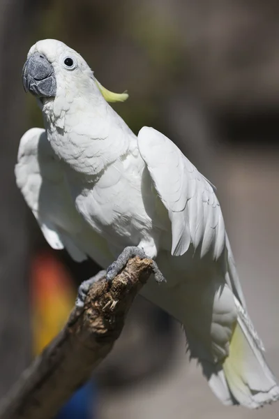 Papegaai op de USS perch — Stockfoto