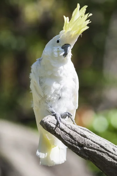 Papegoja på dess abborre — Stockfoto