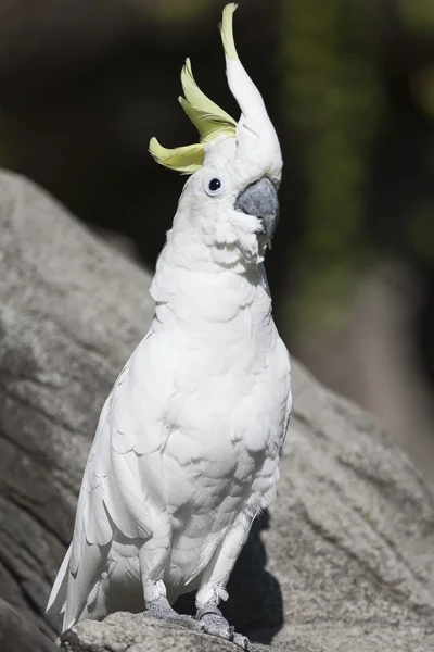 Παπαγάλος για την πέρκα — Φωτογραφία Αρχείου