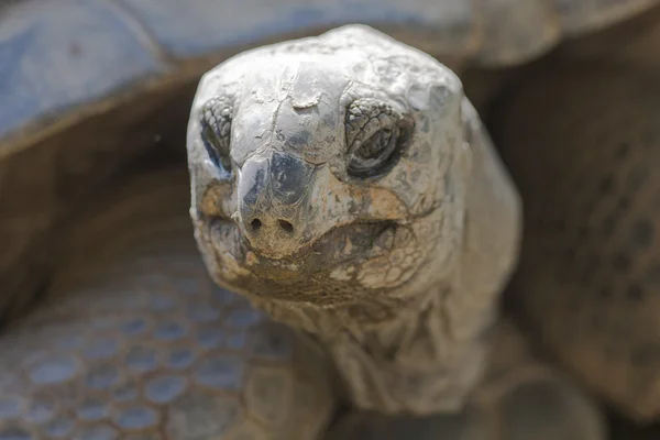Schildpad in dierentuin — Stockfoto