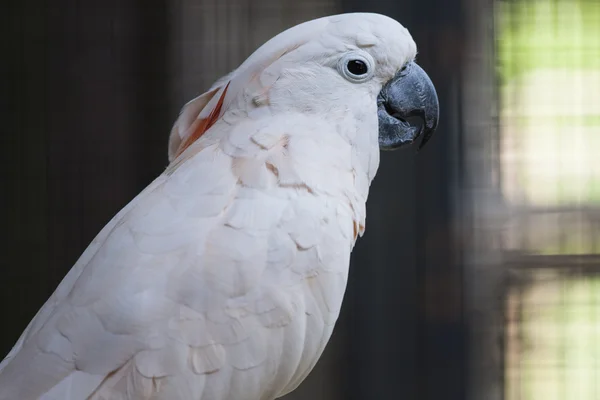 Попугай на своем окуне — стоковое фото