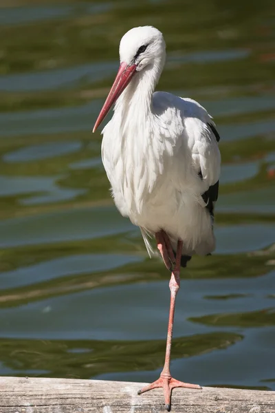 Flamingo — Stockfoto