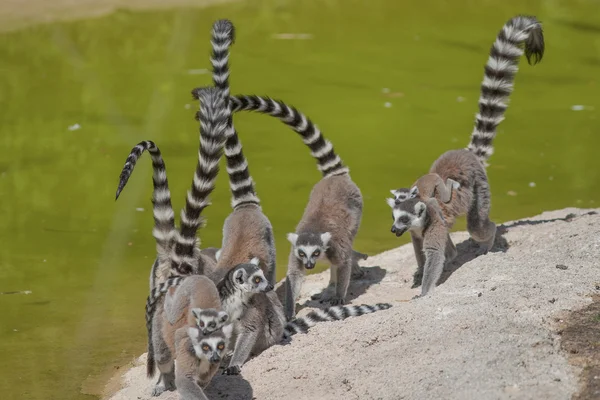 Lemur v zoo — Stock fotografie