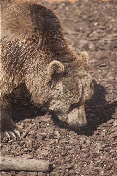 Niedźwiedź w zoo — Zdjęcie stockowe