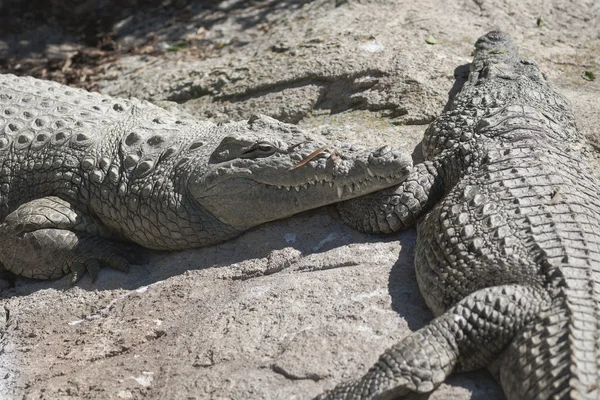 Krokodýl v zoo — Stock fotografie