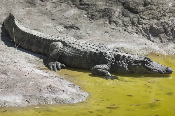 Krokodýl v zoo — Stock fotografie