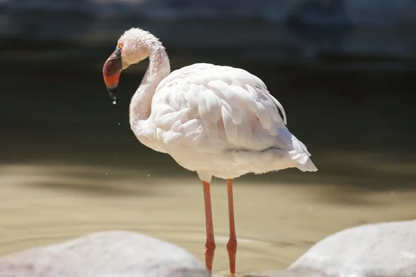 Flamant rose — Photo