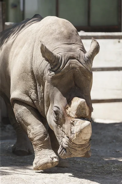 Rhino az állatkertben. — Stock Fotó
