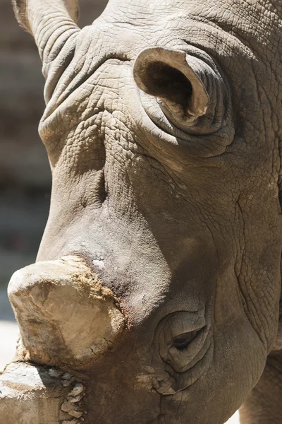 Носоріг в зоопарку — стокове фото