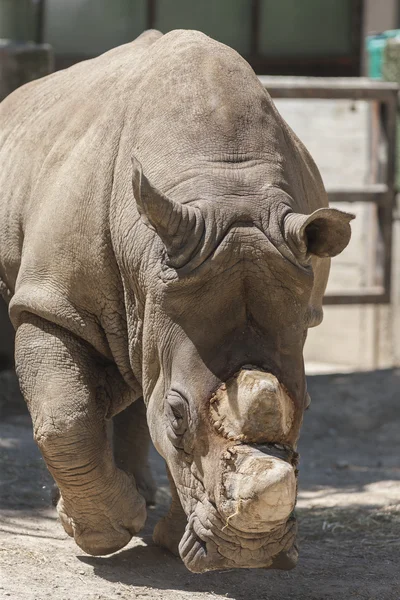 Rhino w zoo — Zdjęcie stockowe