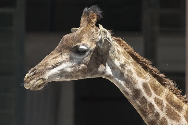 Giraffe at the zoo — Stock Photo, Image