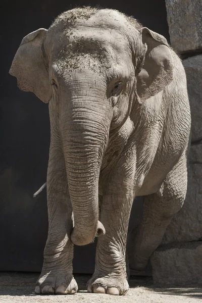 Elefante en el zoológico — Foto de Stock