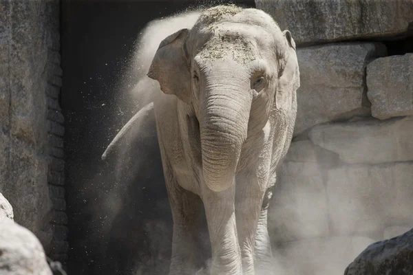 Elefante no zoológico — Fotografia de Stock