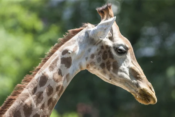 Giraffe at the zoo — Stock Photo, Image