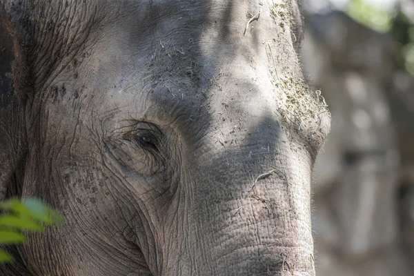 Elefante en el zoológico —  Fotos de Stock