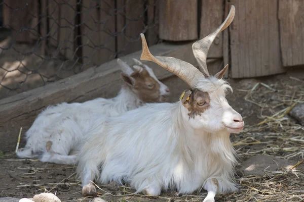 Elch im Zoo — Stockfoto