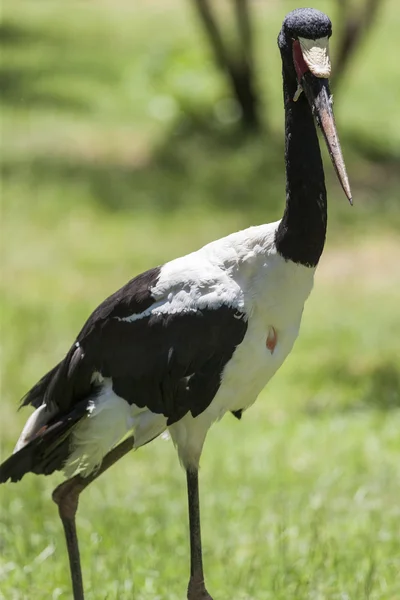 Flamingo — Stock Photo, Image