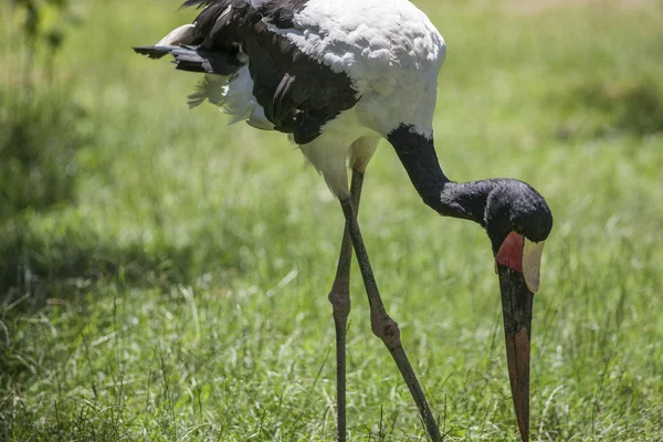 Flamingo — Stok fotoğraf