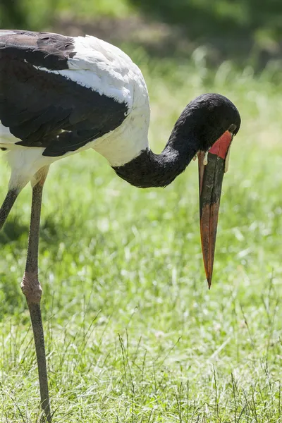 Flamingo — Stock Photo, Image