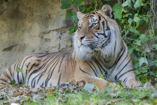 Tigre allo zoo — Foto Stock