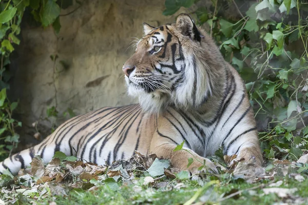 Tigre no zoológico — Fotografia de Stock