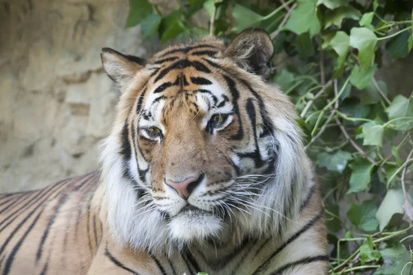 Tigre allo zoo — Foto Stock