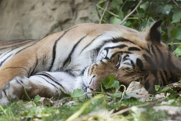 Tiger at the zoo — Stock Photo, Image