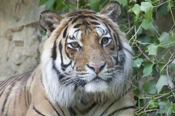 Tiger im Zoo — Stockfoto