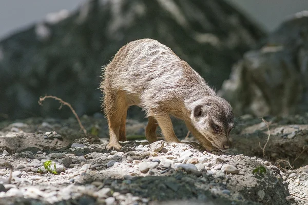 Lémurien au zoo — Photo