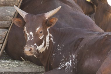 Hayvanat bahçesinde bizon