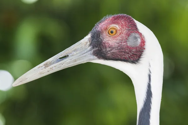 Flamingo — Stock Photo, Image