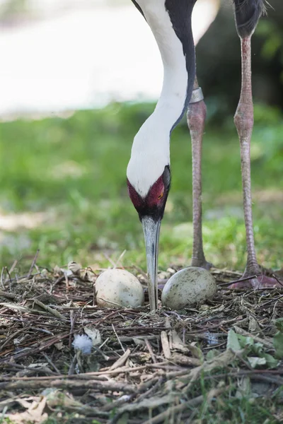 Flamingo with eggs — Stock Photo, Image