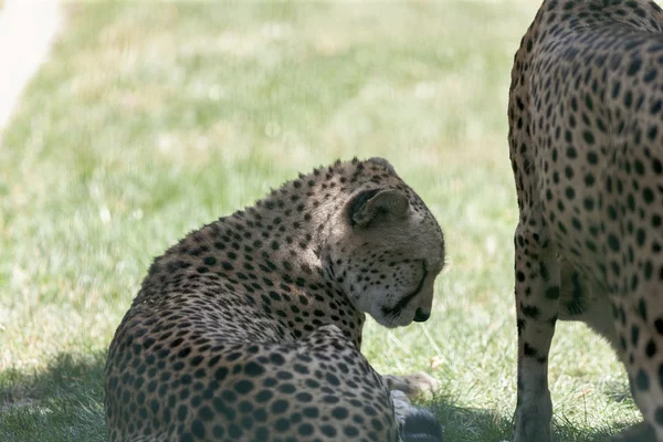 Leopardo no zoológico — Fotografia de Stock