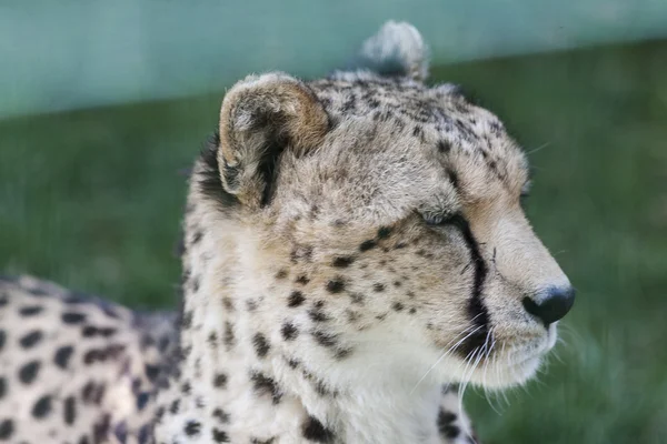 Leopard at the zoo — Stock Photo, Image