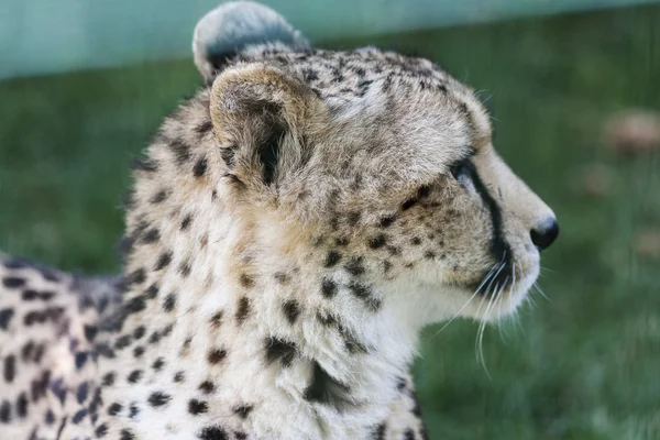 Leopard v zoo — Stock fotografie