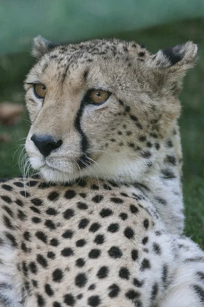 Leopard at the zoo — Stock Photo, Image