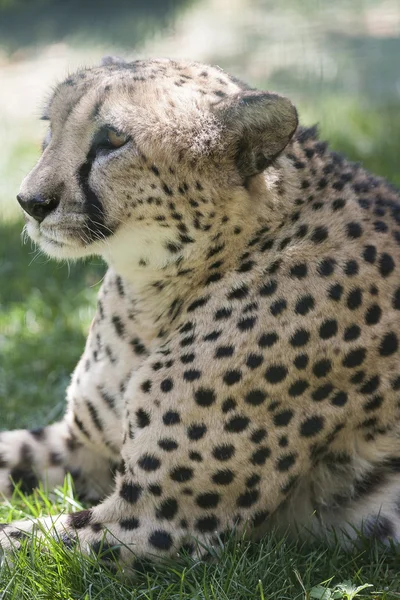 Leopard at the zoo — Stock Photo, Image