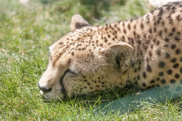 Leopard på zoo — Stockfoto