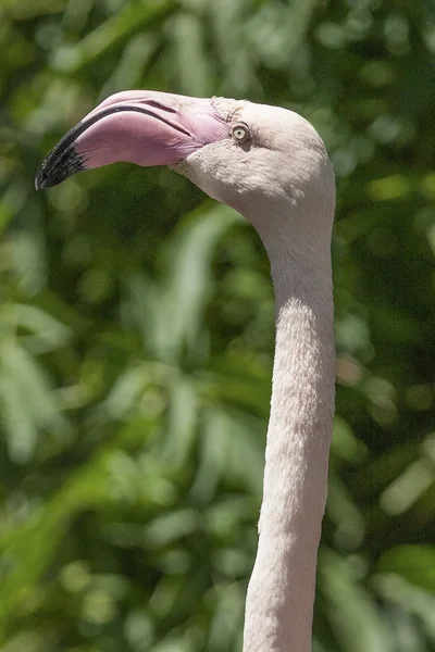 Flamant rose — Photo