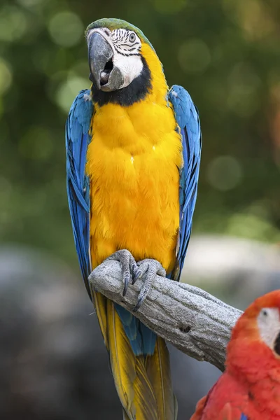 Parrot on its perch — Stock Photo, Image