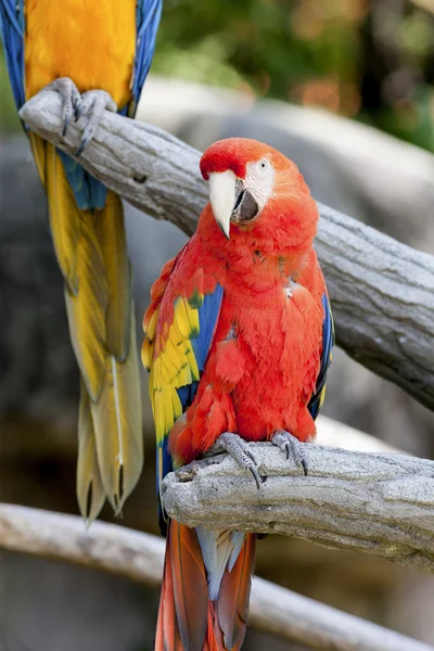 Parrot on its perch — Stock Photo, Image