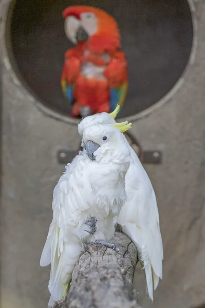 Papagaio em seu poleiro — Fotografia de Stock