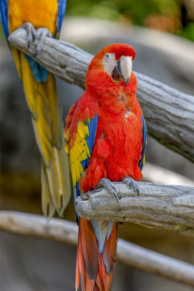 Papagaio em seu poleiro — Fotografia de Stock
