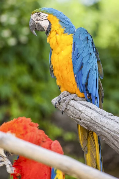Parrot on its perch — Stock Photo, Image