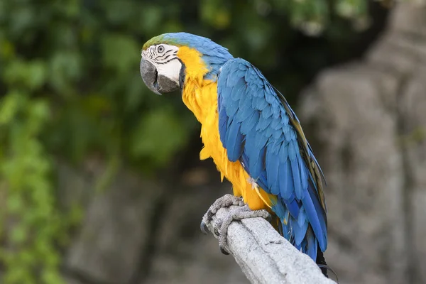 Perroquet sur sa perche — Photo