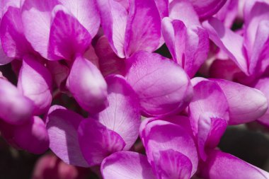 ağaç bahar üzerinde pembe çiçek